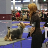 2011_11_19 jkldogshow